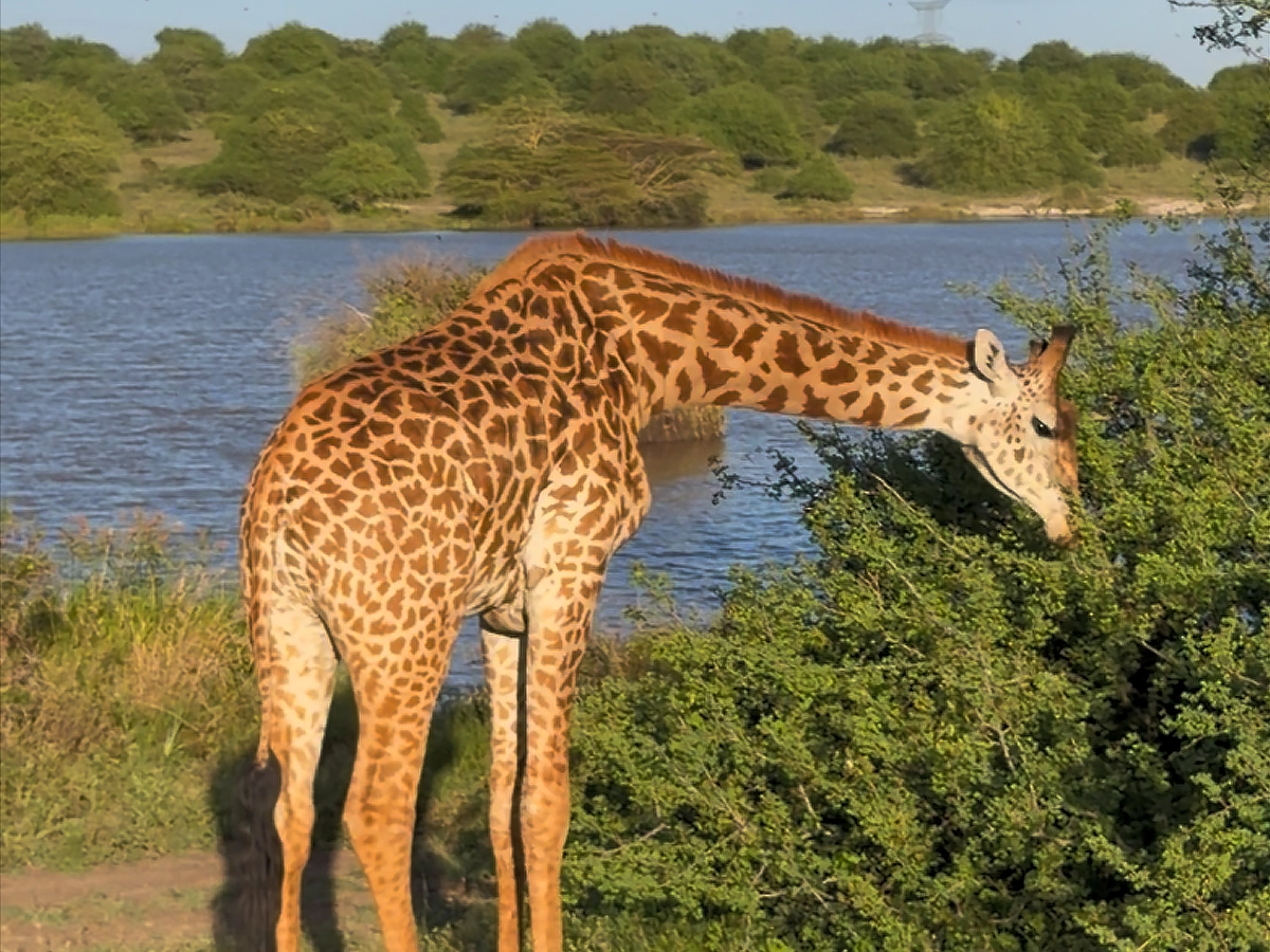 изображение 18 Кения: Найроби и Момбаса – образовательное выставочное турне 